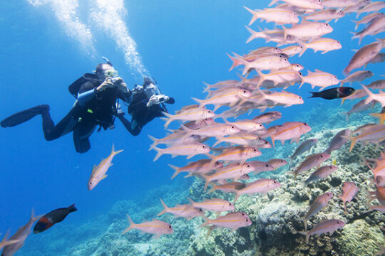 Key West Afternoon 2-Tank Reef SCUBA Dive 2024 — Key West Scuba Diving