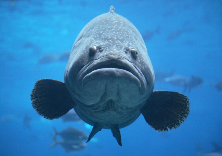 Goliath Grouper — Key West Scuba Diving