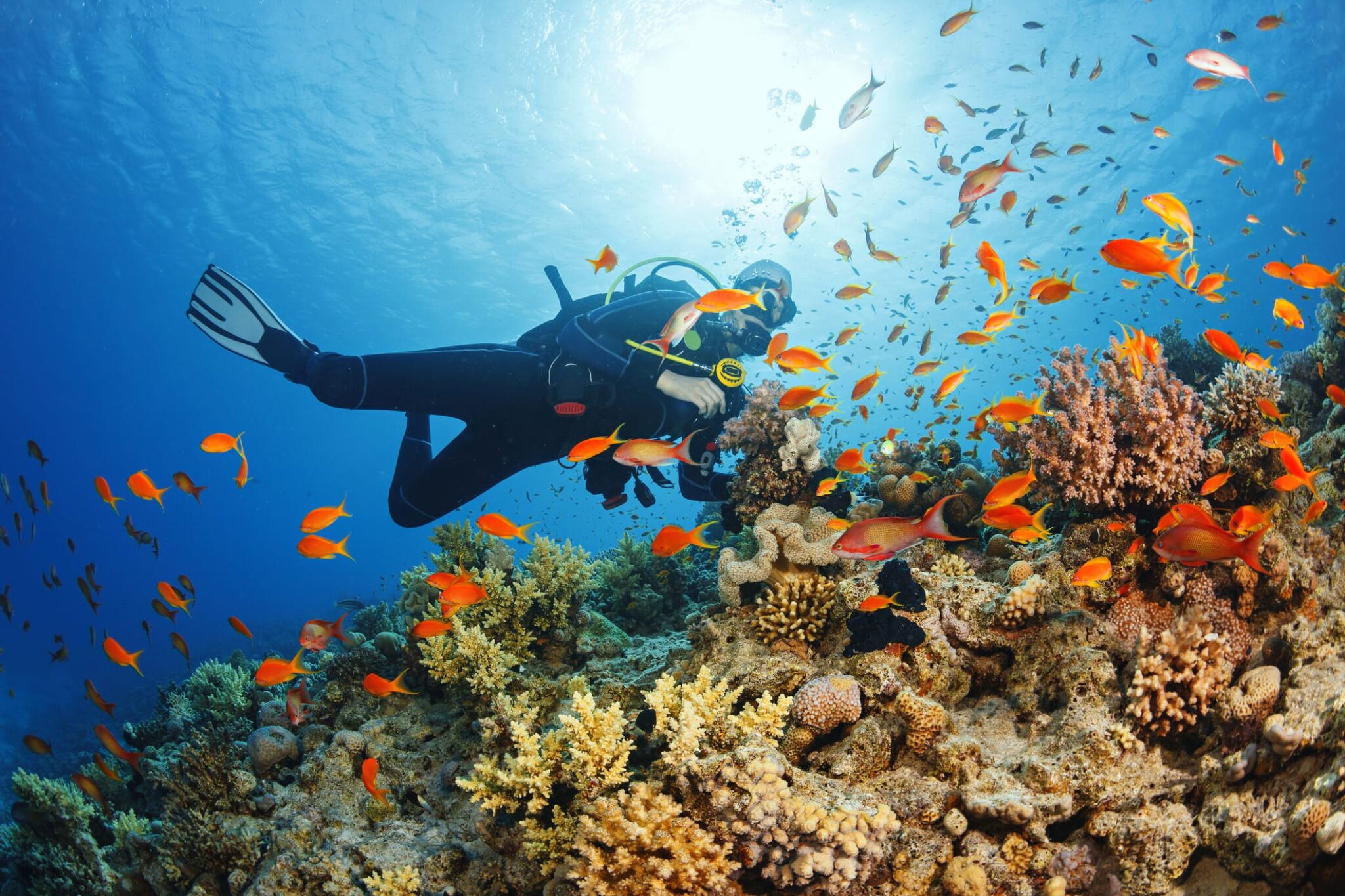 Key West Scuba Diving — Official PADI® 5 Star Center‎