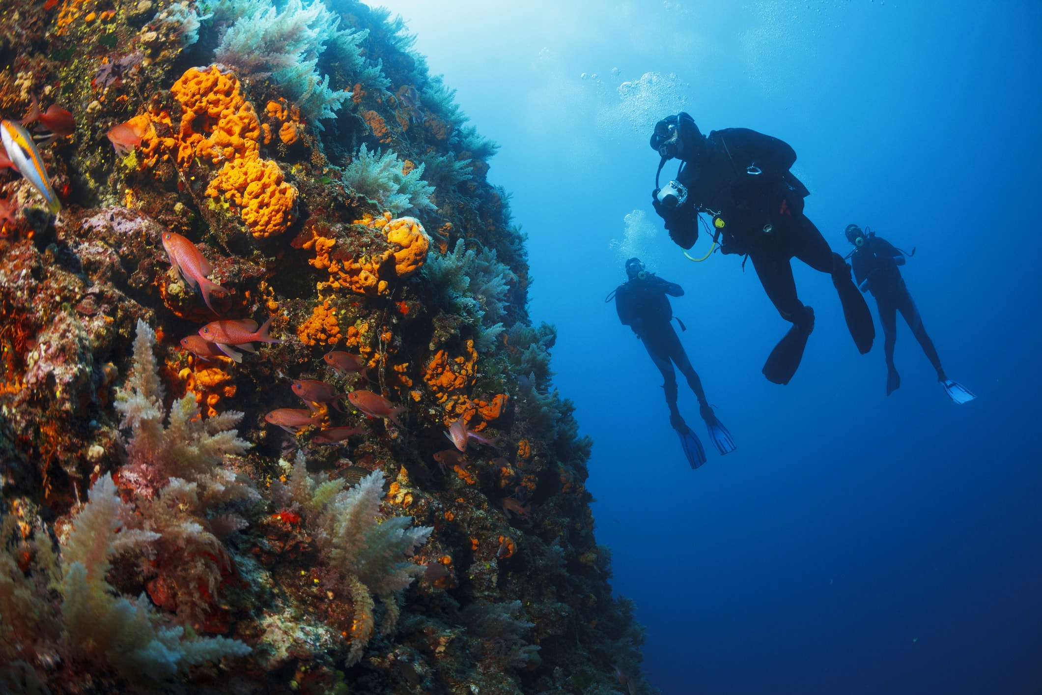 Florida Sponges | Key West Sea Life | Key West Scuba Diving 